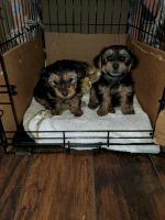 Morkie Puppies for sale in Hoover, AL, USA. price: NA