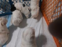 Morkie Puppies for sale in Pembroke Pines, FL 33024, USA. price: NA