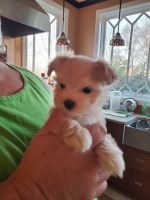 Morkie Puppies for sale in Louisville, KY, USA. price: NA