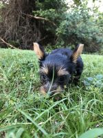 Morkie Puppies for sale in St. Petersburg, FL 33716, USA. price: NA