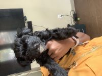 Morkie Puppies for sale in Carrollton, TX, USA. price: NA