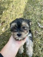 Morkie Puppies for sale in Middlebury, IN 46540, USA. price: NA