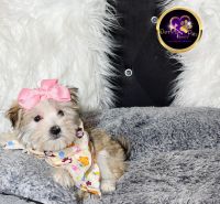Morkie Puppies for sale in Chicago, IL, USA. price: NA