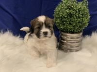 Morkie Puppies for sale in La Habra Heights, CA, USA. price: NA