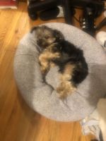 Morkie Puppies for sale in Jamaica, Queens, NY, USA. price: NA