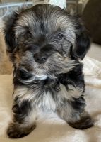 Morkie Puppies for sale in Las Vegas, NV, USA. price: NA