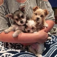 Morkie Puppies for sale in Miami, FL, USA. price: NA