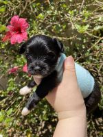 Morkie Puppies for sale in Tracy, CA, USA. price: NA