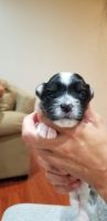 Morkie Puppies for sale in Apopka, FL, USA. price: NA