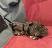Morkie Puppies for sale in Perris, CA, USA. price: NA