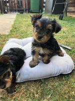 Morkie Puppies for sale in San Antonio, TX, USA. price: NA