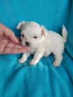 Morkie Puppies for sale in London, KY, USA. price: NA