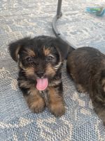 Morkie Puppies for sale in Kissimmee, FL, USA. price: NA