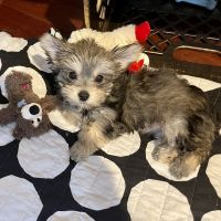 Morkie Puppies for sale in New York, NY, USA. price: NA