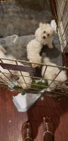 Morkie Puppies for sale in Glendora, Gloucester Township, NJ, USA. price: NA