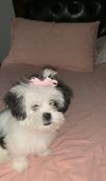 Morkie Puppies for sale in Lawrenceville, GA 30044, USA. price: NA