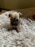 Morkie Puppies for sale in Kirksville, MO 63501, USA. price: NA