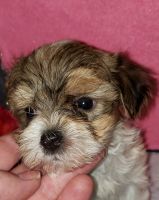 Morkie Puppies for sale in Coldwater, OH 45828, USA. price: NA
