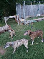 Mountain Cur Puppies for sale in Clinton, TN 37716, USA. price: NA