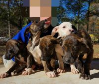 Mountain Cur Puppies for sale in Antreville, SC, USA. price: NA