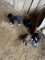 Mountain Cur Puppies for sale in Pulaski, TN 38478, USA. price: NA