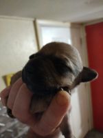 Mountain Feist Puppies for sale in Dexter, MO 63841, USA. price: NA
