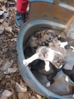Mountain Feist Puppies for sale in Old Town, FL 32680, USA. price: NA