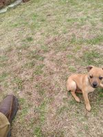 Mountain Feist Puppies for sale in Duncan, SC, USA. price: NA