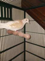 Mourning Dove Birds for sale in Logan, OH 43138, USA. price: NA