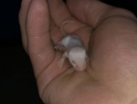 Mouse Rodents for sale in Long Lake, MN, USA. price: $2