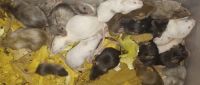 Mouse Rodents for sale in 6904 Liberty Chapel Rd, Florence, SC 29506, USA. price: NA