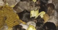 Mouse Rodents Photos