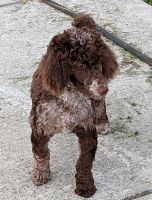 Moyen Poodle Puppies for sale in WV-27, Wellsburg, WV 26070, USA. price: NA