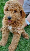 Moyen Poodle Puppies for sale in Iona, ID, USA. price: NA