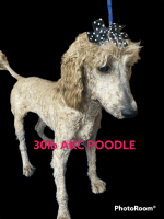 Moyen Poodle Puppies for sale in Madisonville, TX 77864, USA. price: NA
