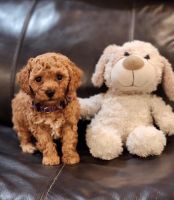 Moyen Poodle Puppies for sale in Detroit, MI, USA. price: NA