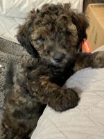 Moyen Poodle Puppies for sale in Chesapeake, VA, USA. price: NA