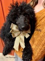 Moyen Poodle Puppies for sale in Nashville, TN, USA. price: NA