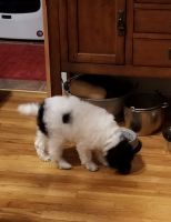 Moyen Poodle Puppies for sale in Hamilton, IN 46742, USA. price: NA