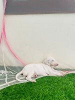 Mudhol Hound Puppies for sale in Coimbatore, Tamil Nadu, India. price: 15000 INR
