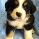 Mudi Puppies for sale in New York, NY, USA. price: NA
