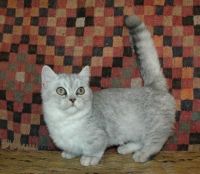 Munchkin Cats for sale in New York, NY 10011, USA. price: NA