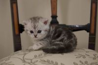 Munchkin Cats for sale in Concord, NH, USA. price: NA