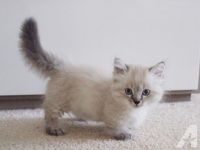 Munchkin Cats for sale in Chicago, IL 60614, USA. price: NA