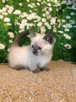 Munchkin Cats for sale in Denver, CO 80202, USA. price: NA