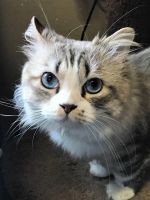 Munchkin Cats for sale in Pensacola, FL, USA. price: NA