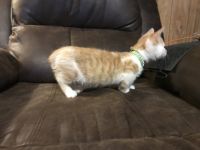 Munchkin Cats for sale in Meade County, KY, USA. price: NA