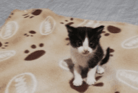 Munchkin Cats for sale in Texas City Dike, Texas City, TX, USA. price: NA