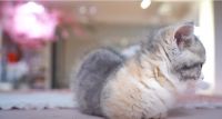 Munchkin Cats for sale in Wellington, FL, USA. price: NA