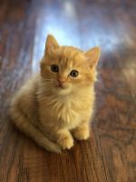 Munchkin Cats for sale in Belton, TX, USA. price: NA